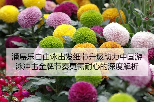 潘展乐自由泳出发细节升级助力中国游泳冲击金牌节奏更需耐心的深度解析